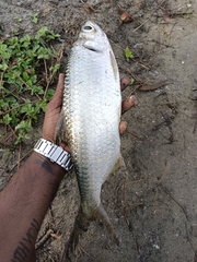 Megalops cyprinoides