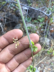 Commicarpus