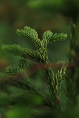 Austrolycopodium paniculatum