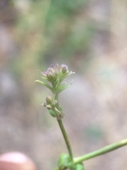 Commicarpus