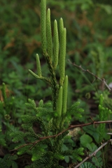 Austrolycopodium paniculatum