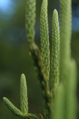 Austrolycopodium paniculatum