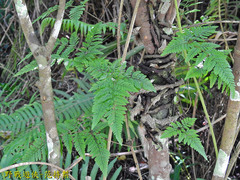 Davallia griffithiana