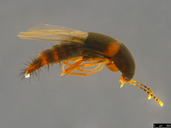 Tachyporinae