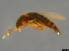 Tachyporinae