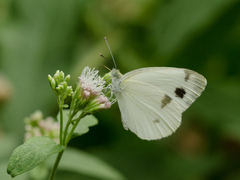 Pieris krueperi