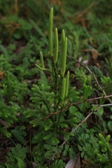 Austrolycopodium paniculatum