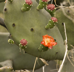 Opuntia quimilo
