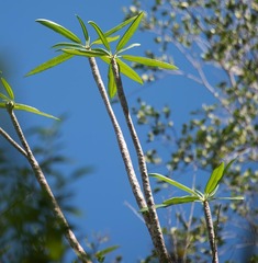 Plumeria alba