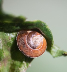 Zachrysia provisoria