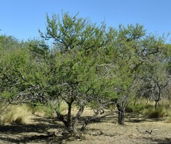 Vachellia caven