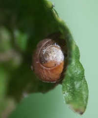 Zachrysia provisoria