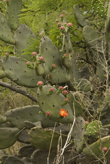 Opuntia quimilo