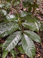 Tetragastris balsamifera