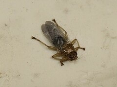 Ornithomya avicularia