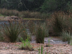 Juncus kraussii kraussii