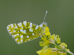 Euchloe ausonia