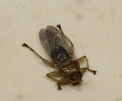 Ornithomya avicularia