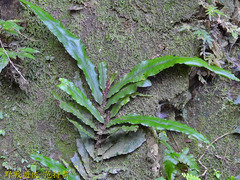 Leptochilus wrightii