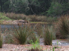 Juncus kraussii kraussii