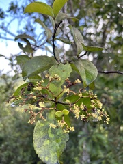 Hippocratea volubilis