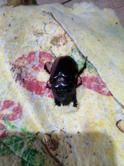 Strategus aloeus