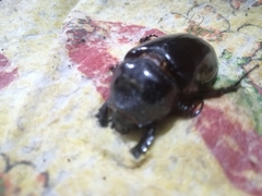Strategus aloeus