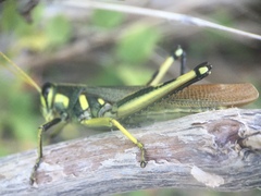 Schistocerca albolineata