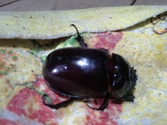 Strategus aloeus
