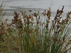 Juncus kraussii kraussii
