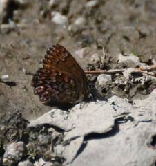 Callophrys eryphon