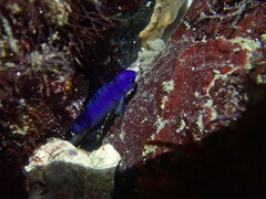 Pomacentrus coelestis