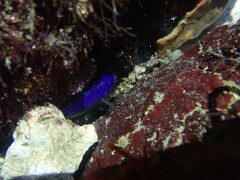 Pomacentrus coelestis