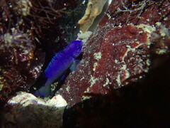 Pomacentrus coelestis