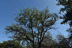 Prosopis affinis