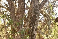 Prosopis affinis
