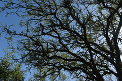 Prosopis affinis