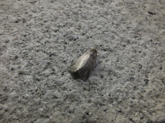 Spodoptera depravata