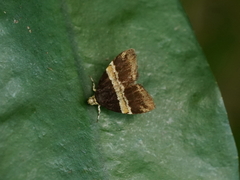 Choreutis basalis