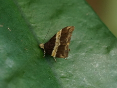 Choreutis basalis