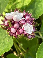 Clerodendrum chinense