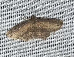 Lycaugesia semiclara