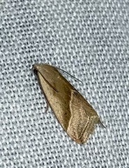 Micrathetis
