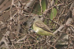 Camptostoma obsoletum