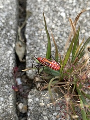 Dysdercus cingulatus