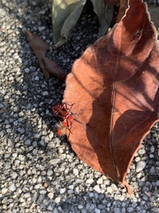 Dysdercus cingulatus