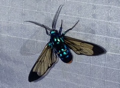 Gymnelia salvini