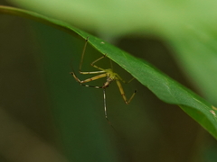 Epidaus sexspinus