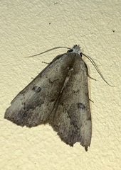 Scolecocampa