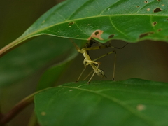 Epidaus sexspinus